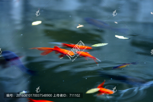 金魚