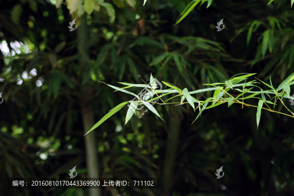 竹林