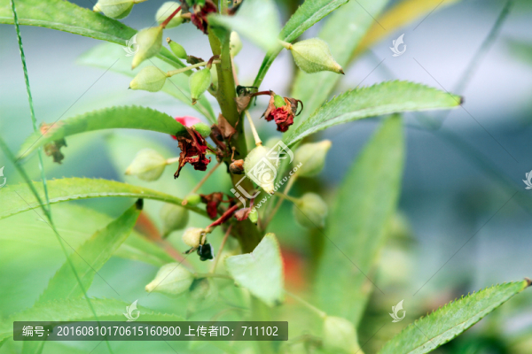 鳳仙花