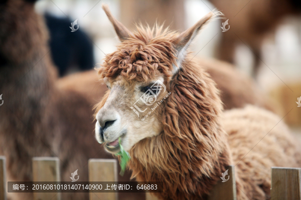 羊駝