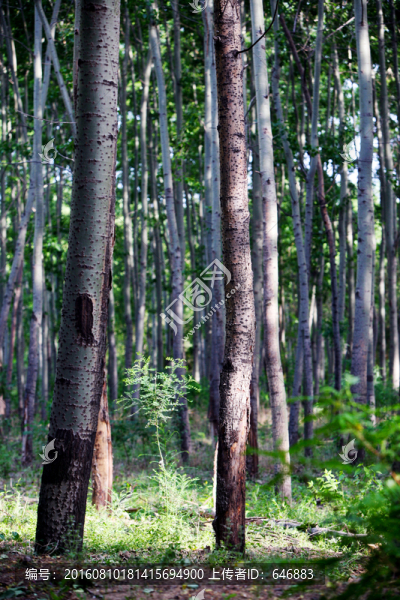 樹(shù)林