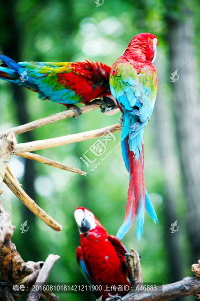 鸚鵡,鳥類,動物