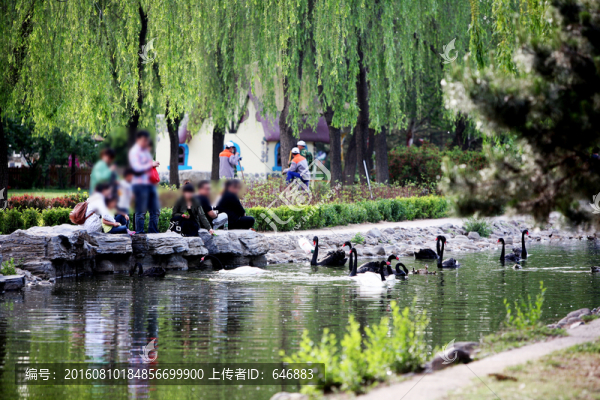 天鵝,戲水,鳥類