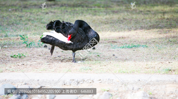 天鵝,鳥類,生態(tài)