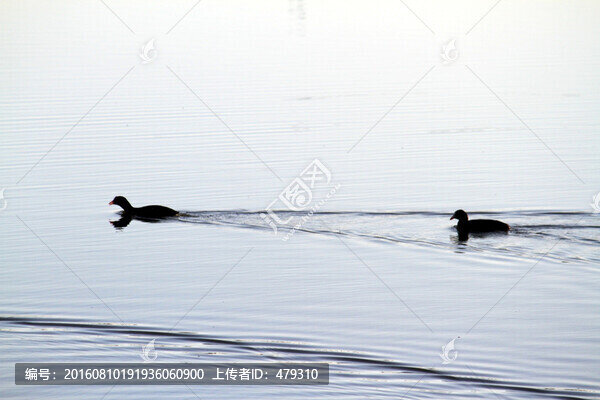 大慶,濕地,水鳥