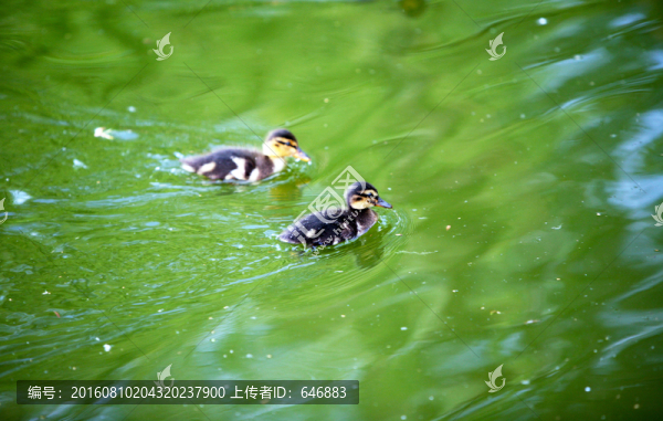鴨子,放養(yǎng),養(yǎng)殖