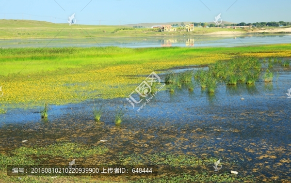 湖水浮萍