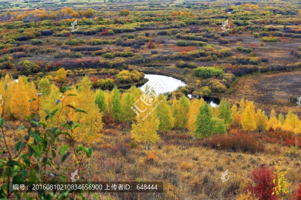 濕地秋林