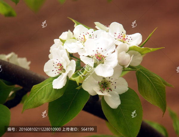 盛開(kāi)的梨花