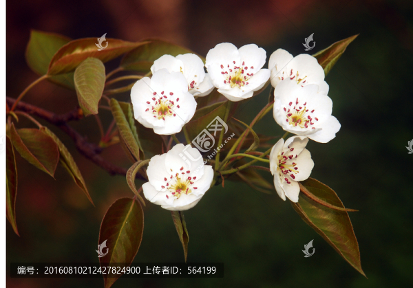 盛開的梨花