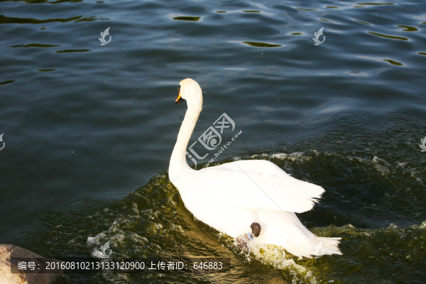 白天鵝