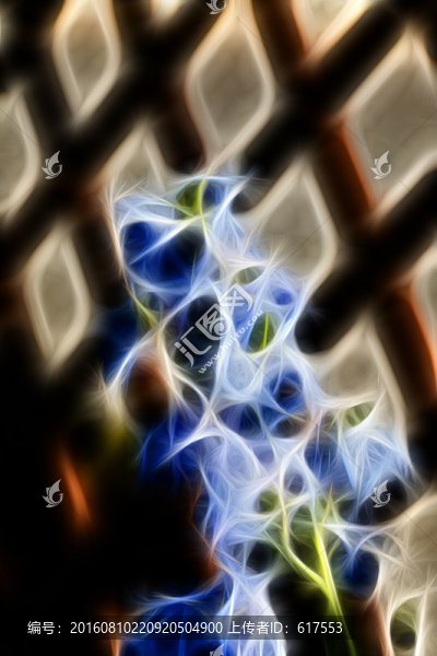 非洲紫羅蘭花束