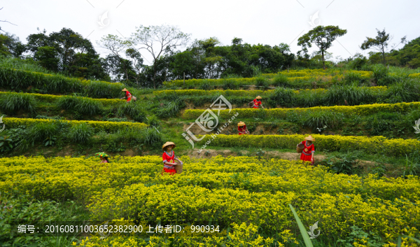 東水山茶,茶園