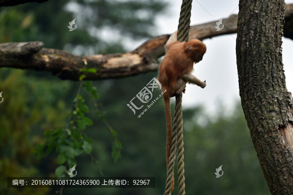 爪哇獼猴