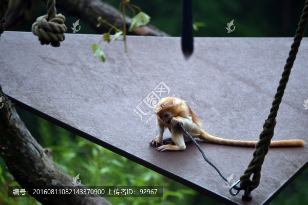 爪哇獼猴