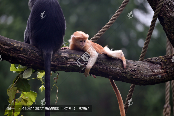 爪哇獼猴