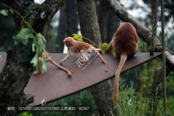 爪哇獼猴