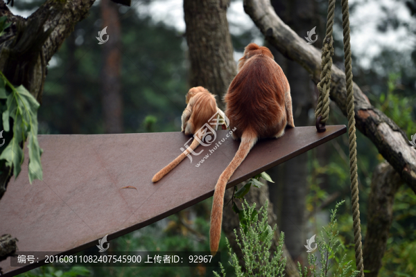 獼猴
