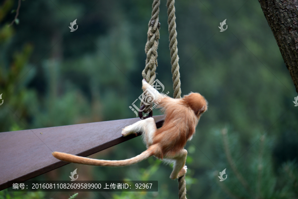 爪哇獼猴