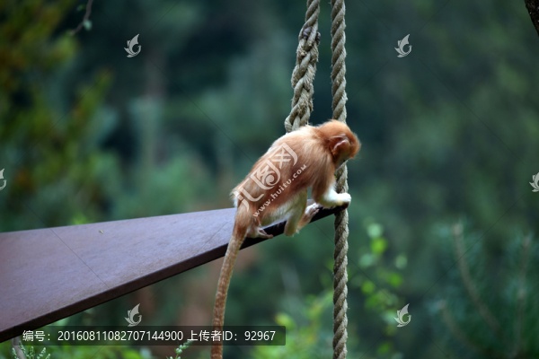 獼猴