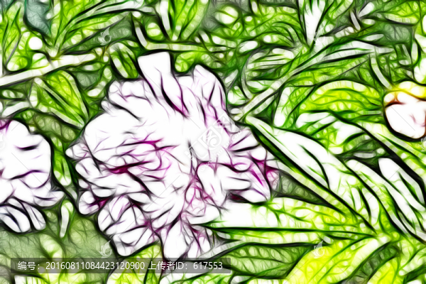 芍藥花
