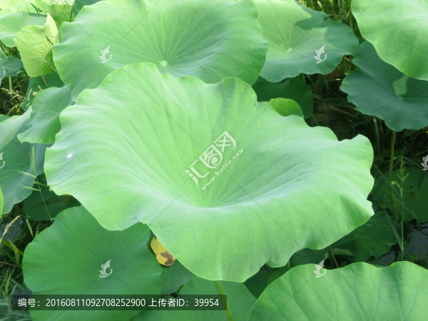 綠色荷葉