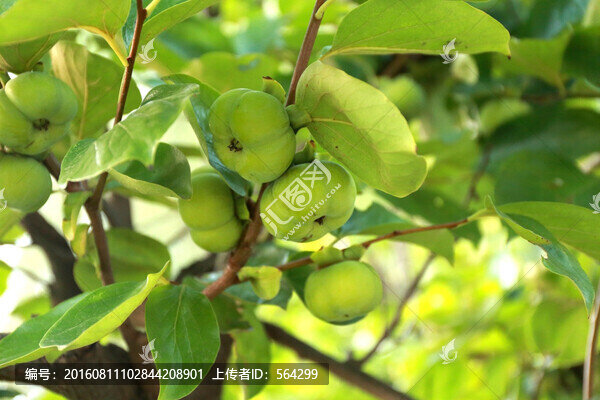 柿子樹果實(shí)