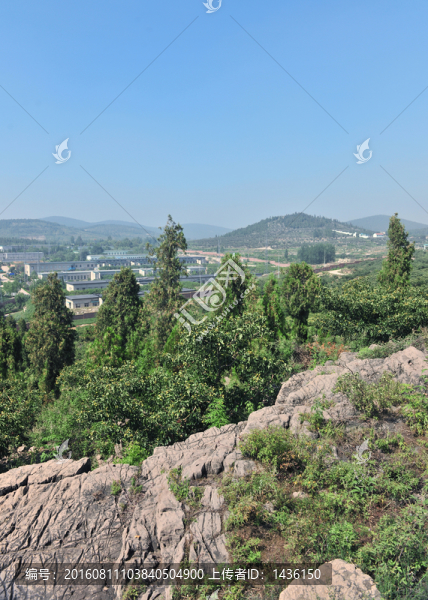 樹林,,松樹林