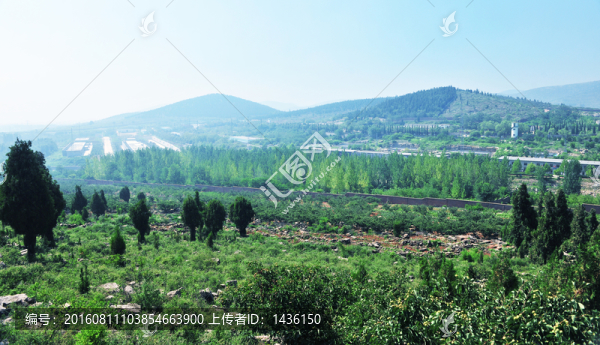 樹林,,樹木