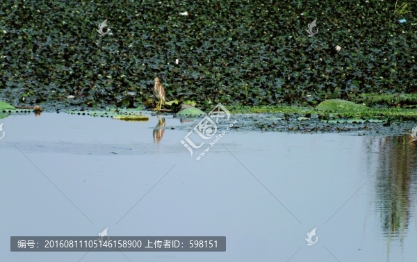 菱角