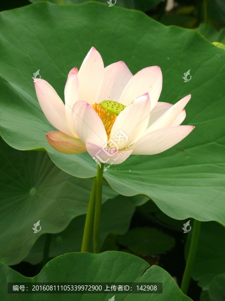 荷花