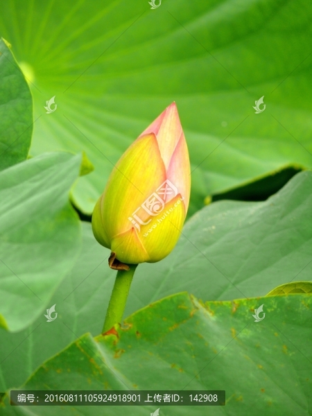 含苞欲放的荷花