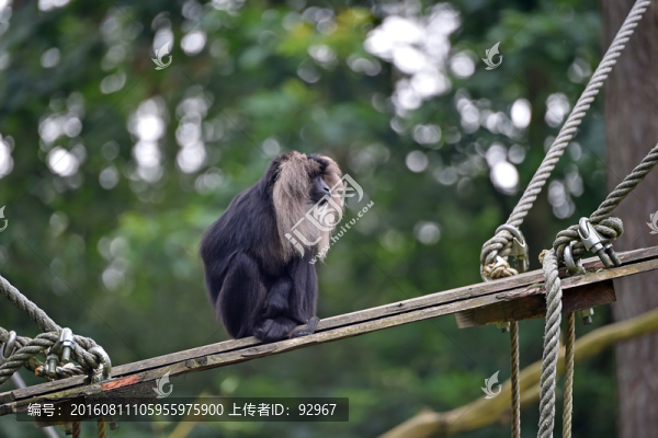獅尾猴