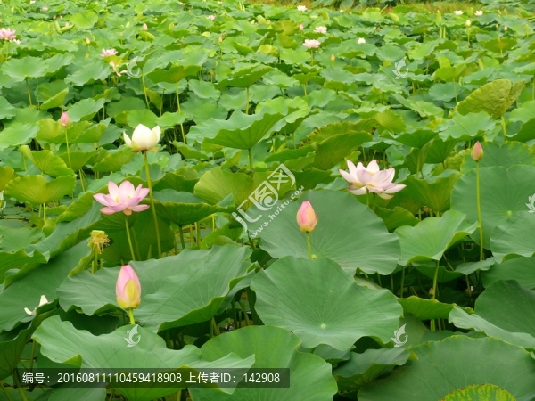 荷葉