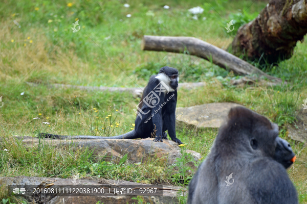 藍(lán)屁股猴