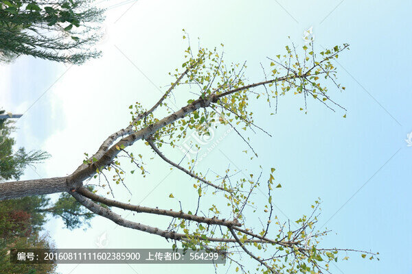 銀杏樹(shù)