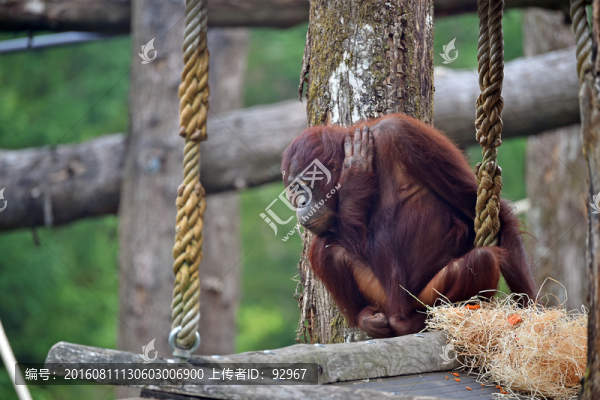野生動物