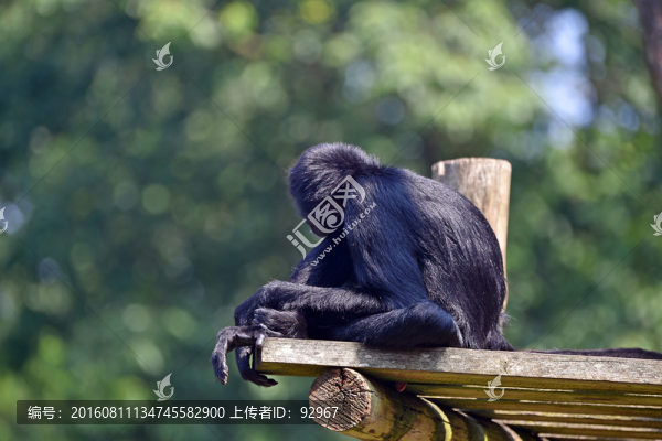 春天狨猴