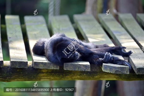 春天狨猴