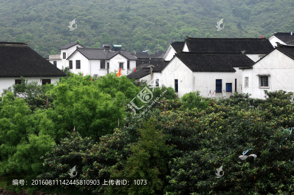 枇杷飄香東山島