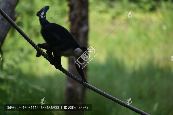 野生動物