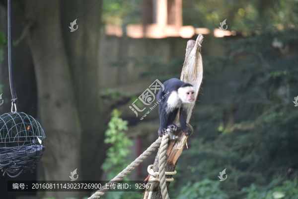 野生動物