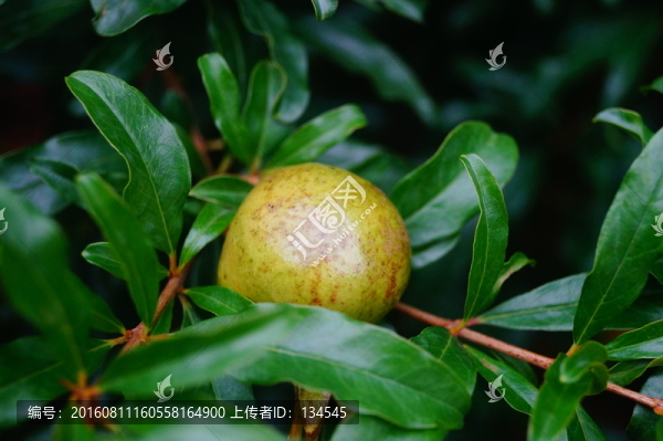 石榴