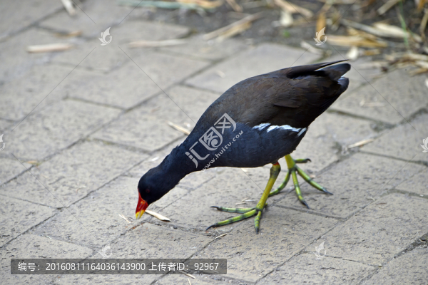 黑水雞