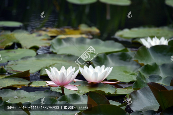 睡蓮