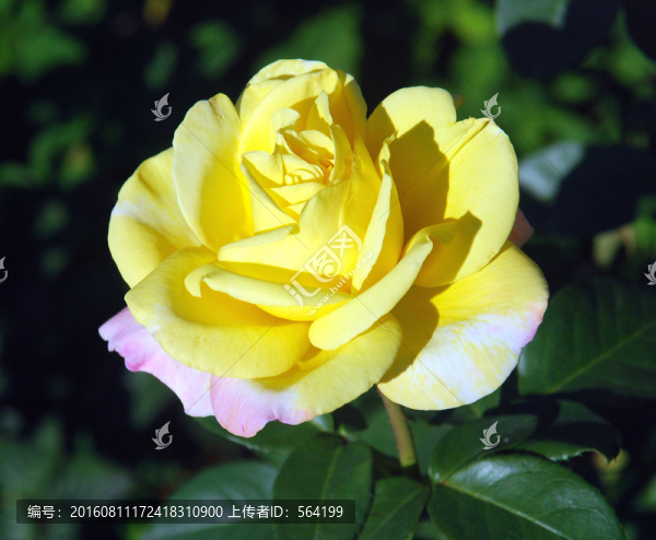 黃色的月季花