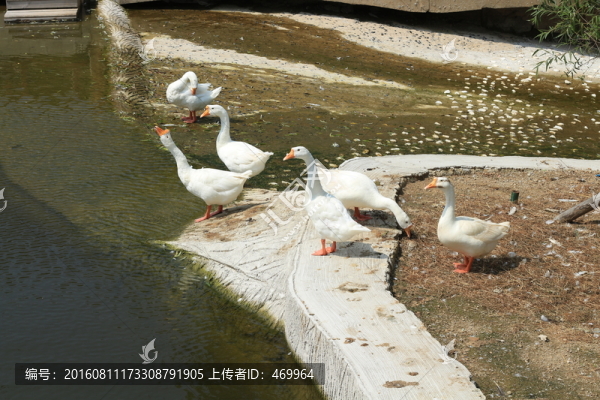 鵝