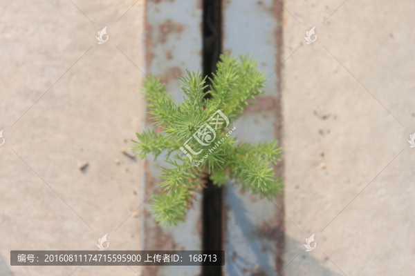 碼頭縫隙松樹