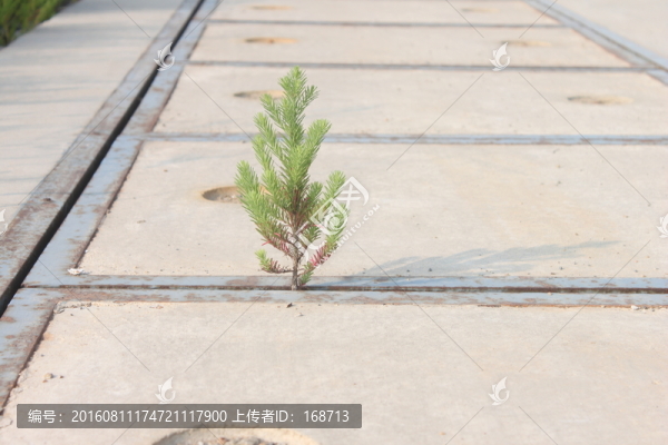 碼頭縫隙松樹