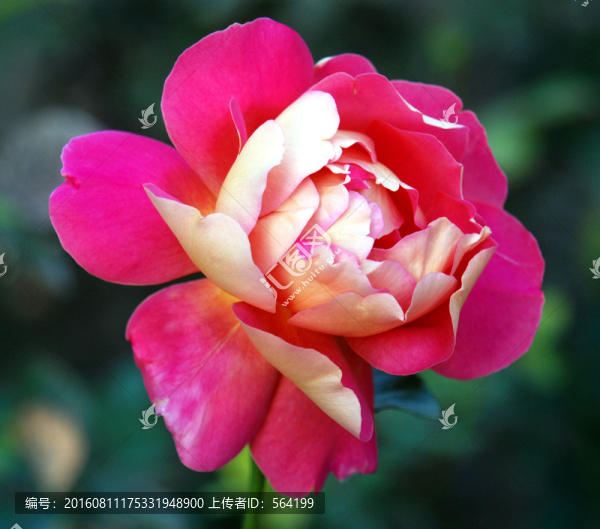 粉紅色月季花